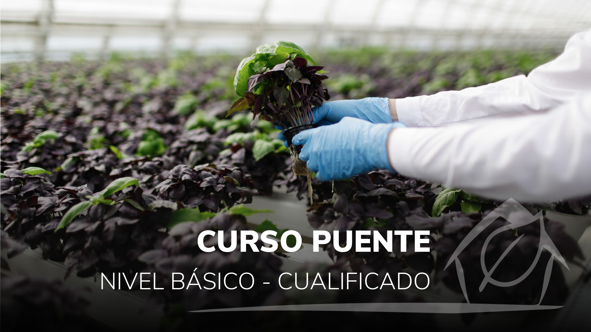 Curso de CURSO PUENTE NIVEL B&Aacute;SICO - CUALIFICADO